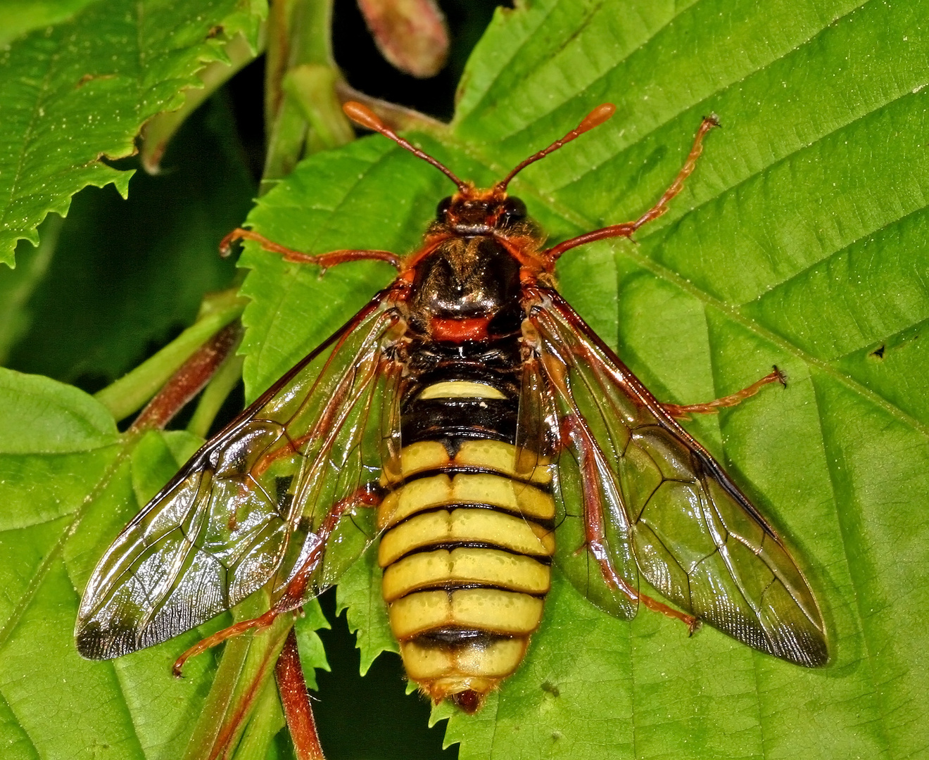 Gelbe Pappel-Keulhornblattwespe (Cimbex luteus) 