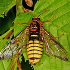 Gelbe Pappel-Keulhornblattwespe (Cimbex luteus) 