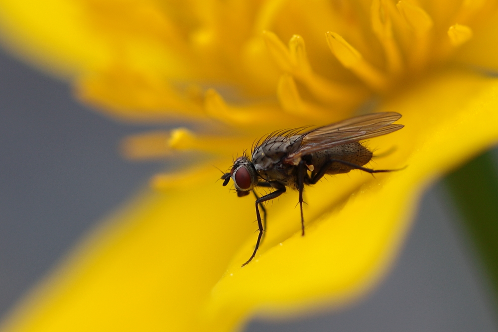 gelbe Pause Dettingen a.d.Erms, Biosphärengebiet schw. Alb