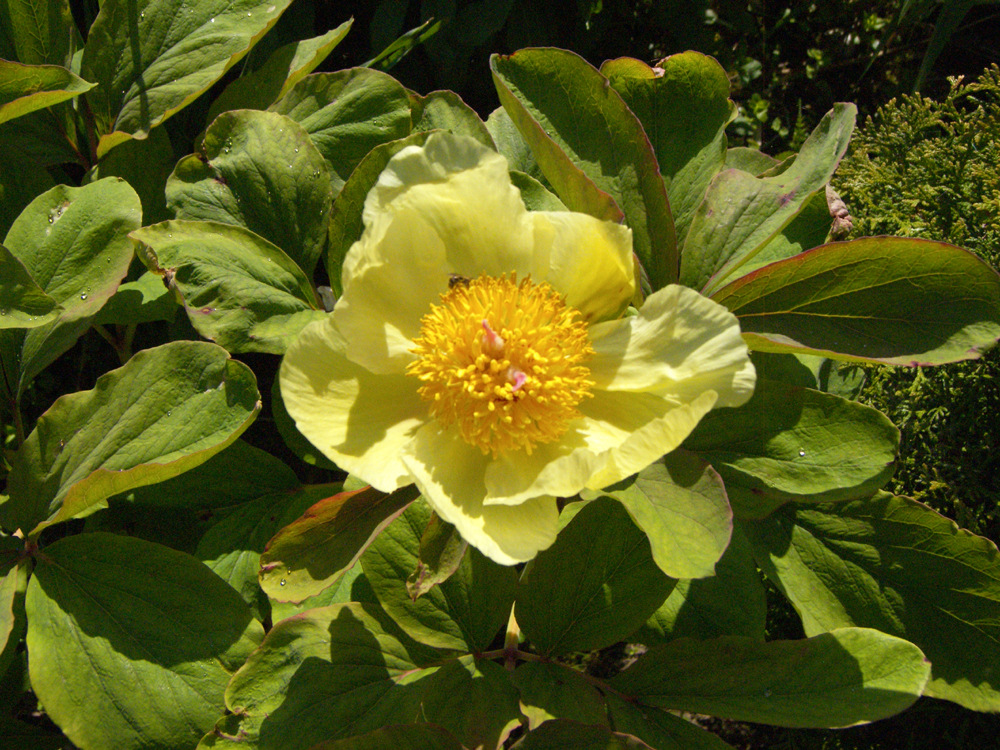 Gelbe Pfingstrose Paeonia mlokosewitschii