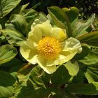 Gelbe Pfingstrose Paeonia mlokosewitschii