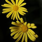gelbe Pflanze
