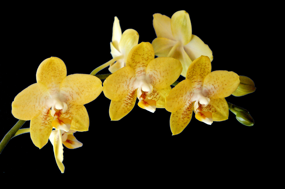 gelbe Phalaenopsis