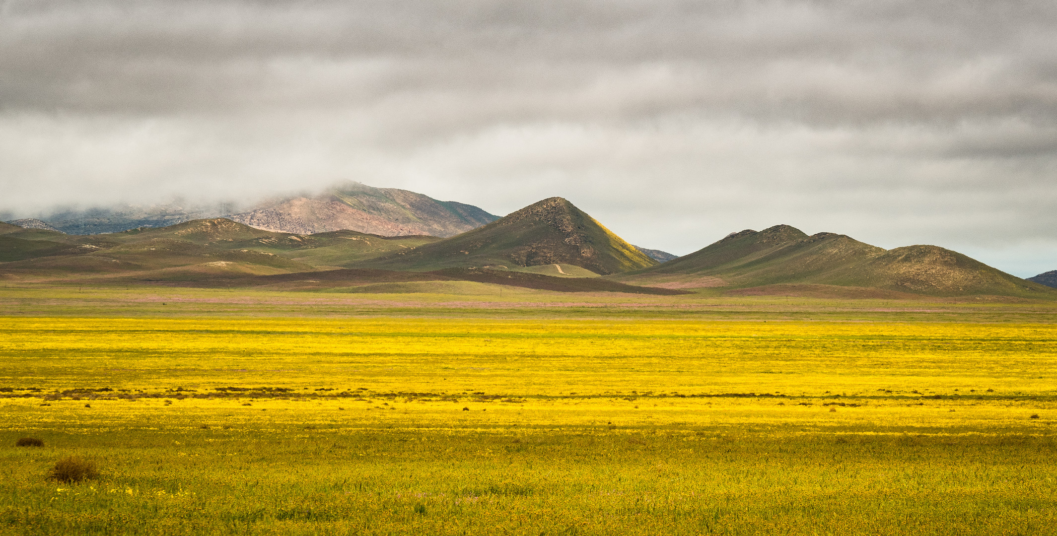 gelbe Plains