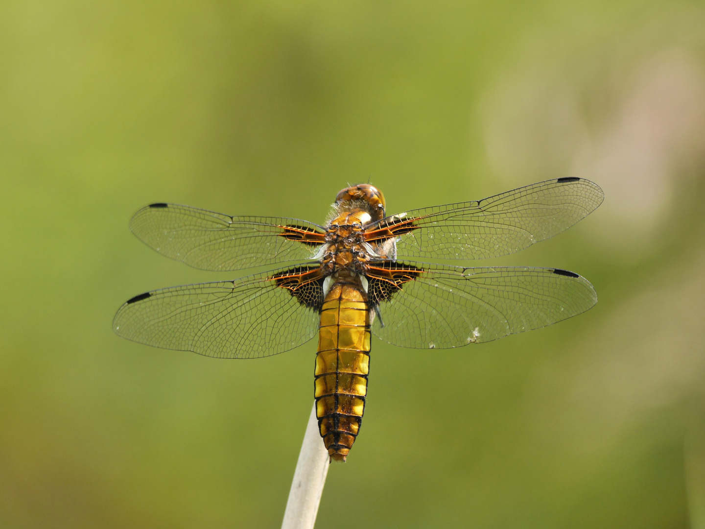gelbe Plattbauch Libelle Foto & Bild tiere, gelbe plattbauchlibelle
