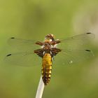 gelbe Plattbauch - Libelle