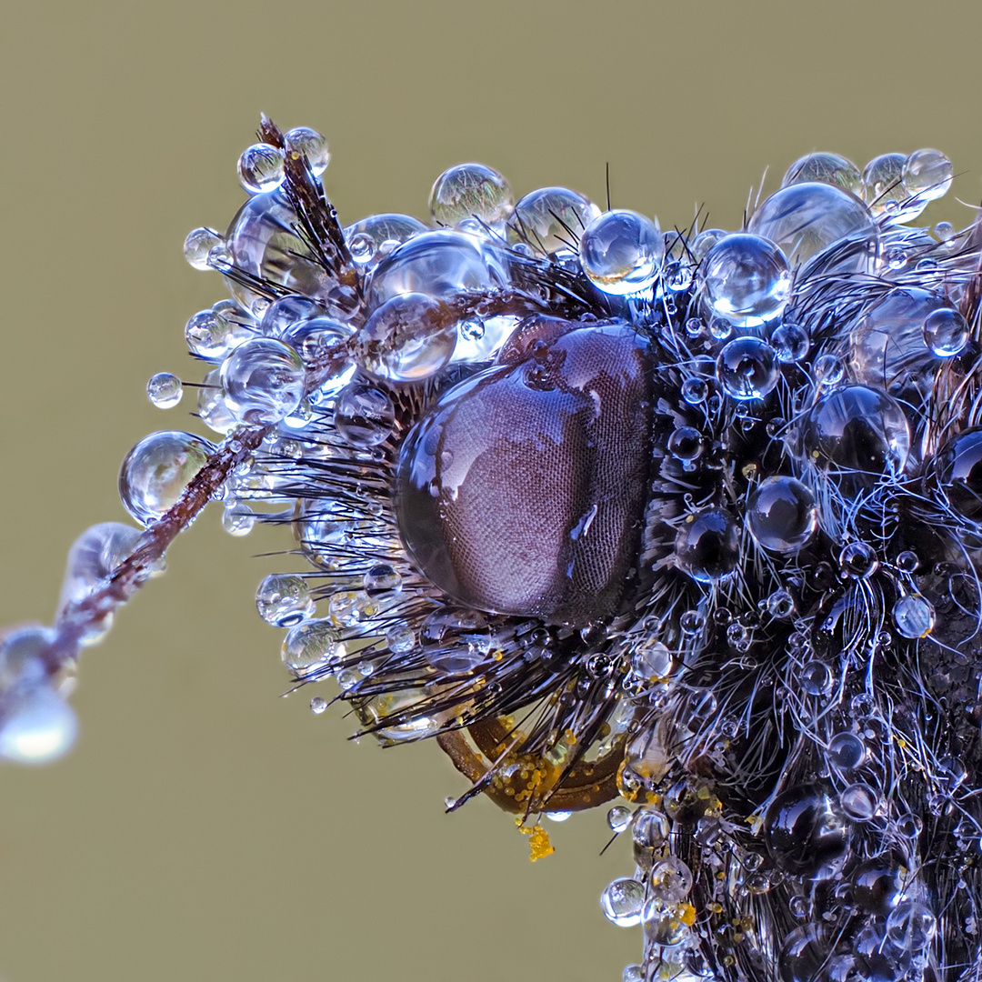 gelbe Pollen