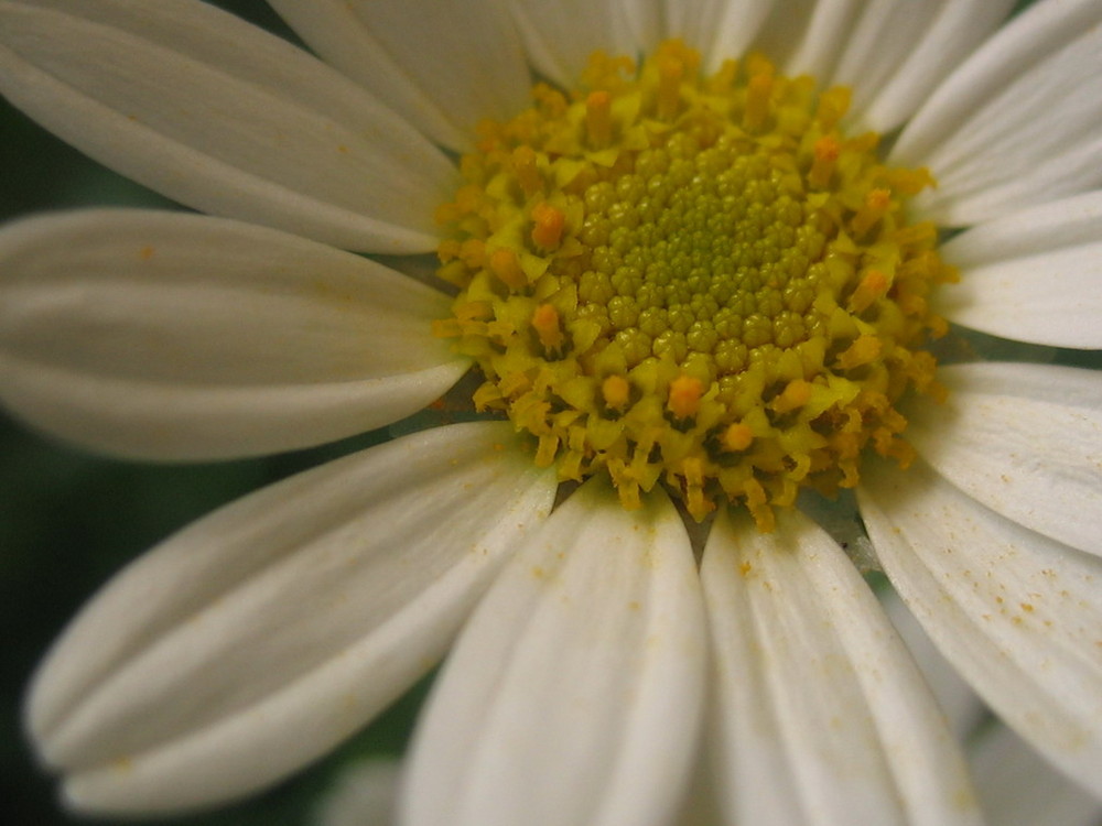Gelbe Pollen auf Margareta