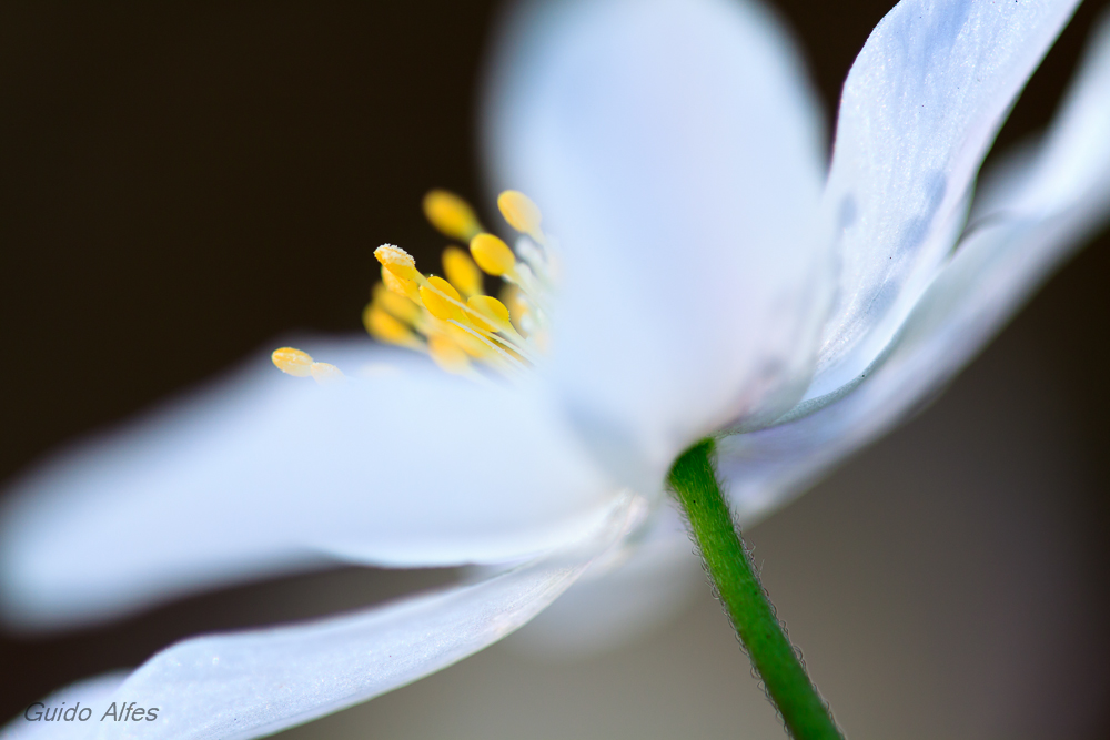 gelbe Pollen