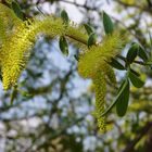 Gelbe Pollen-Würste