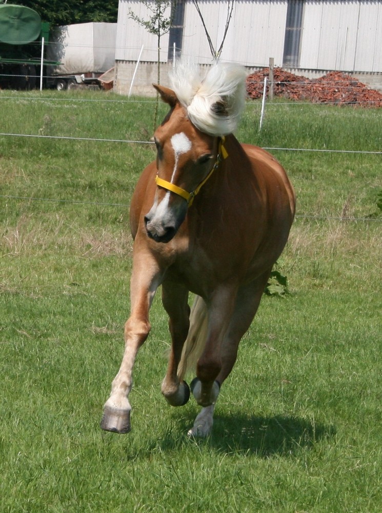 gelbe Pony-Maus