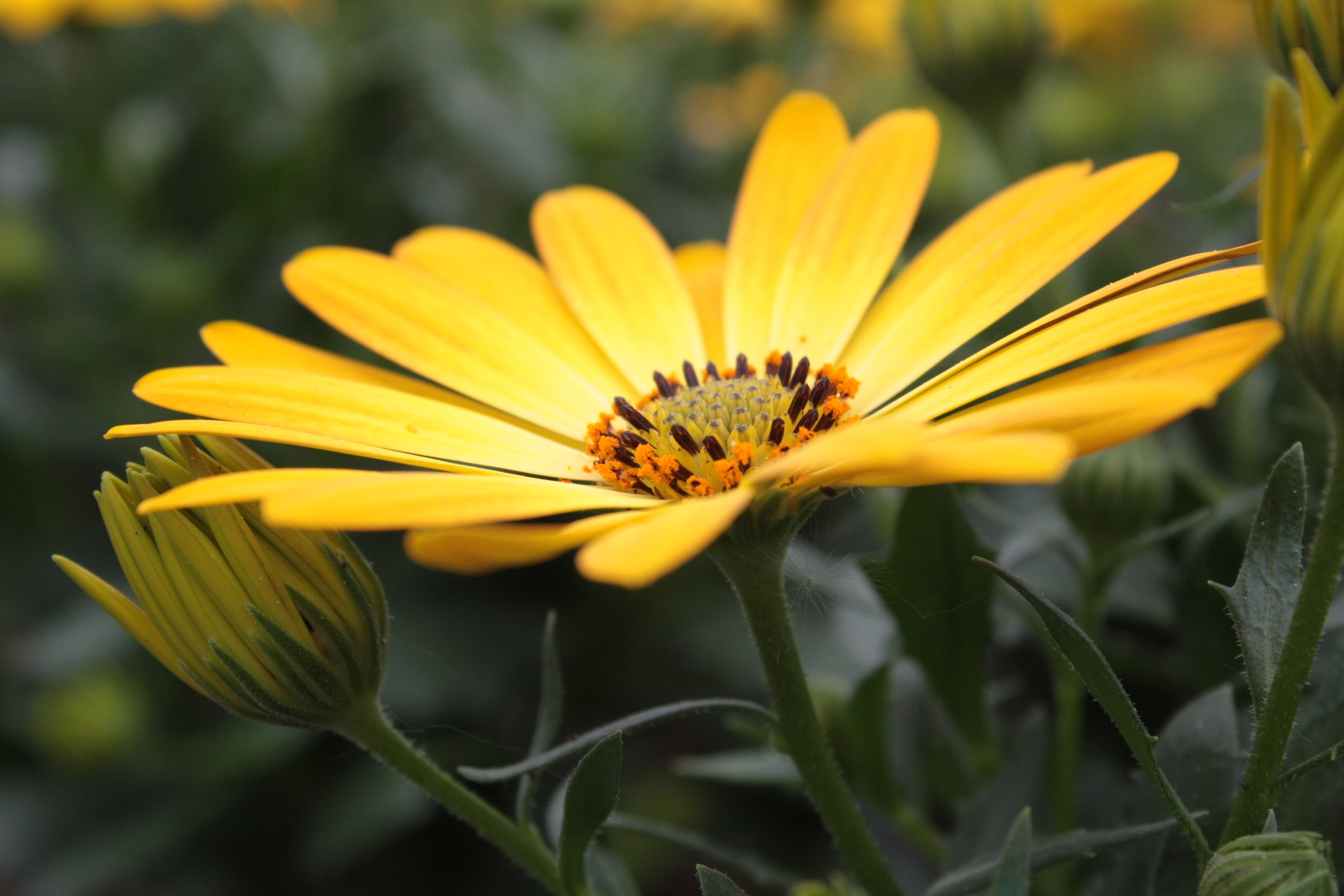 Gelbe Pracht Blüte