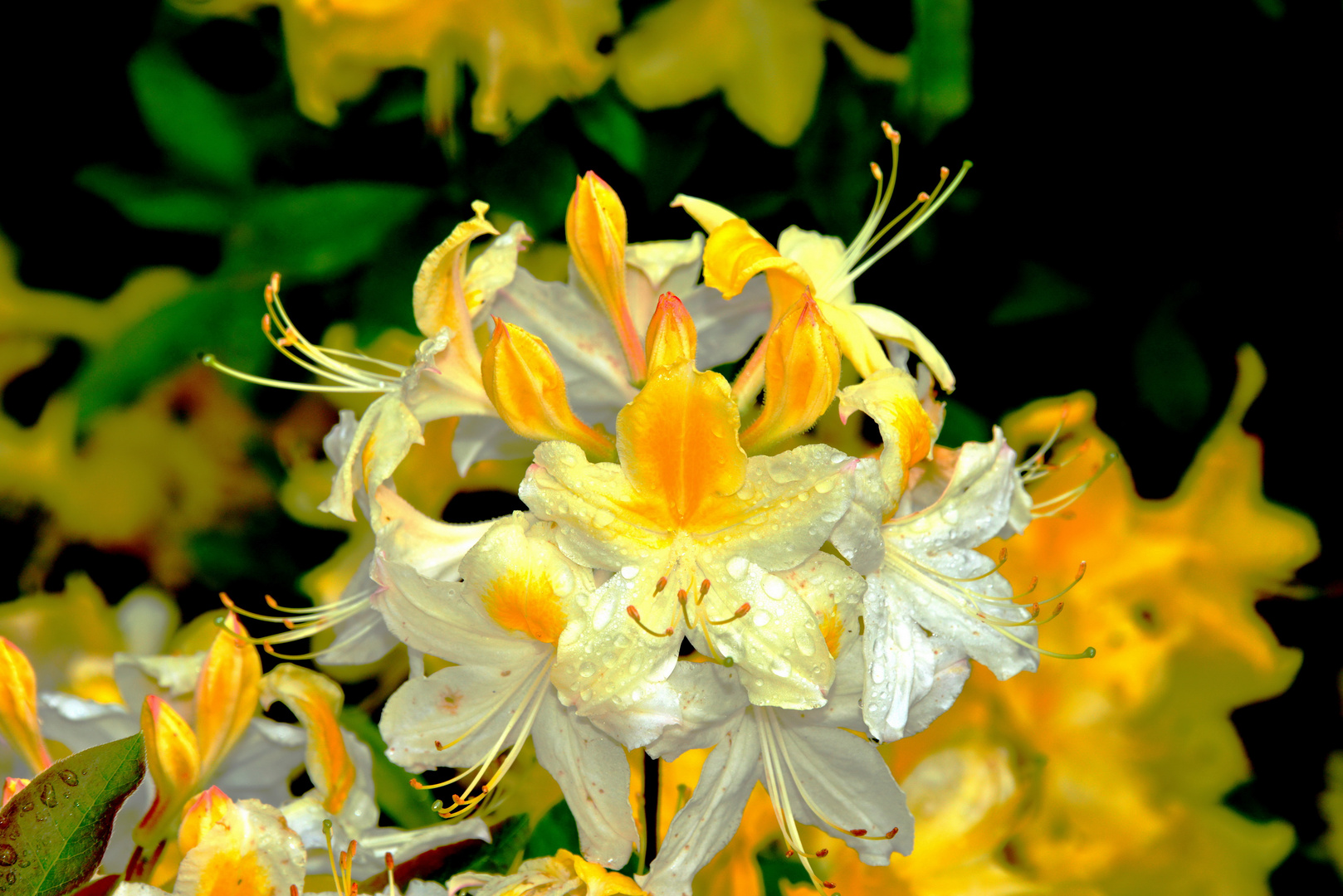 Gelbe Pracht in Butchart Gardens