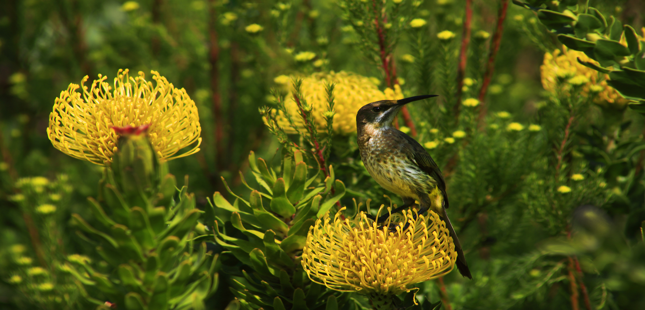 gelbe Protea PINcushion