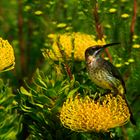 gelbe Protea PINcushion