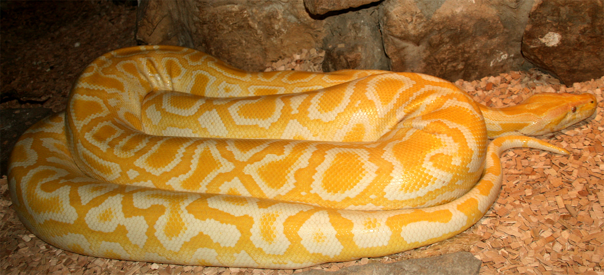 Gelbe Python 2 Foto Bild Zoo Aschersleben Bilder Auf Fotocommunity
