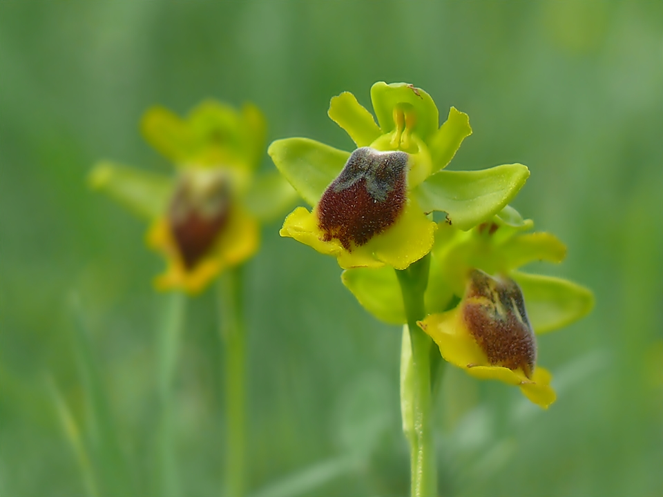 Gelbe Ragwurz ( Ophrys lutea )