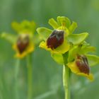 Gelbe Ragwurz ( Ophrys lutea )