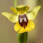 Gelbe Ragwurz (Ophrys lutea subsp. lutea)