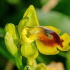 Gelbe Ragwurz (Ophrys phryganae)