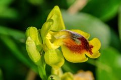 Gelbe Ragwurz (Ophrys phryganae)