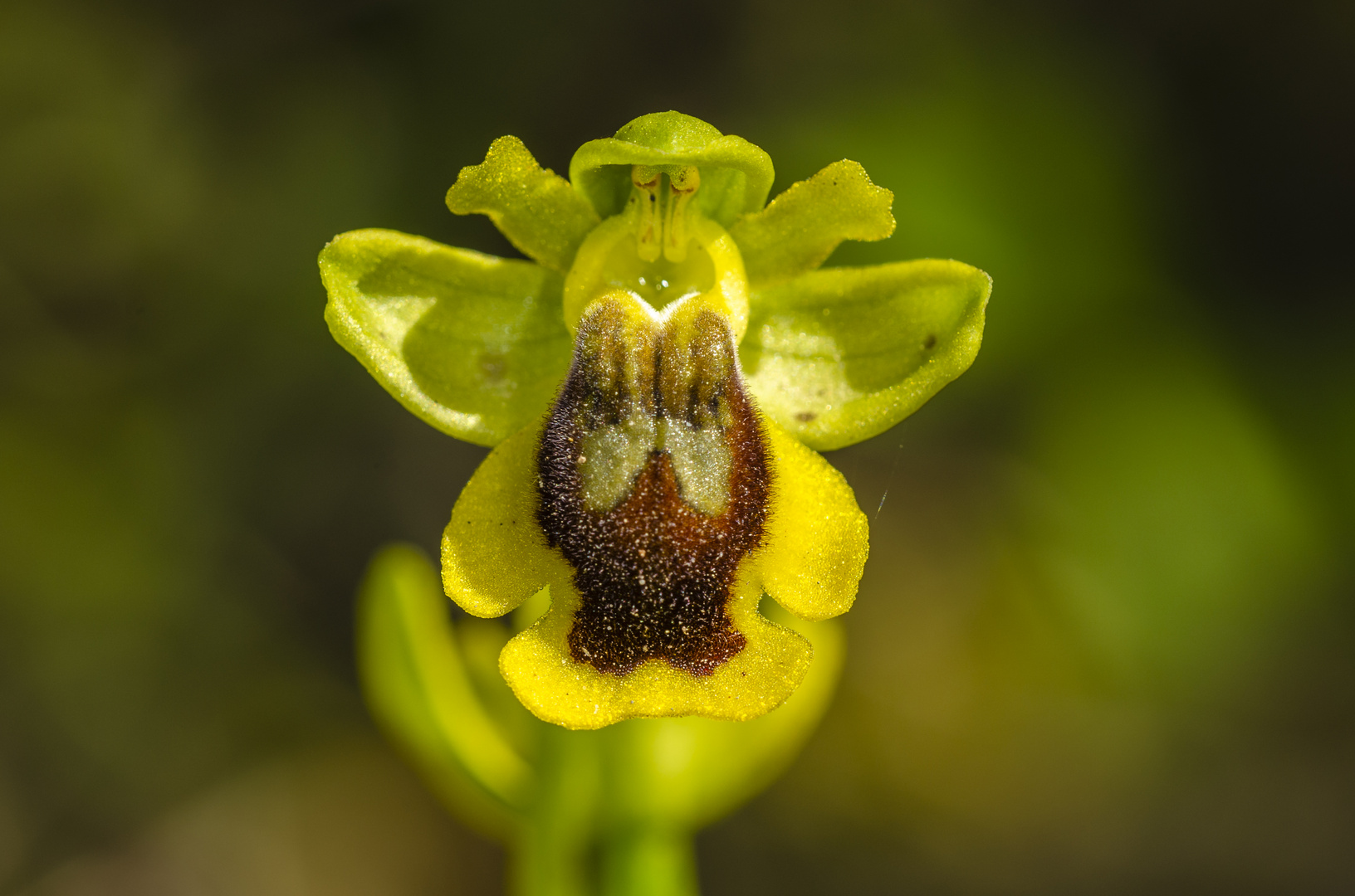 Gelbe Ragwurz (Ophrys phryganae)