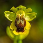 Gelbe Ragwurz (Ophrys phryganae)
