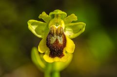 Gelbe Ragwurz (Ophrys phryganae)