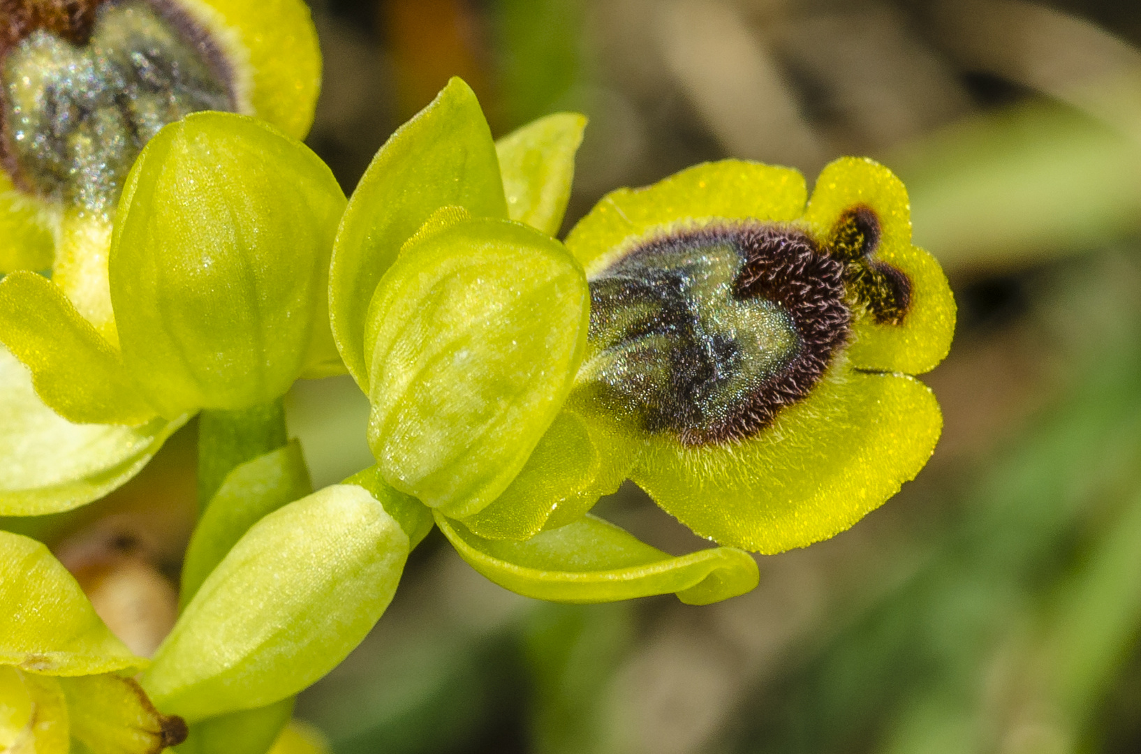 Gelbe Ragwurz (Ophrys sicula)