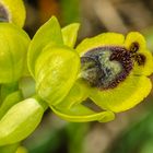 Gelbe Ragwurz (Ophrys sicula)