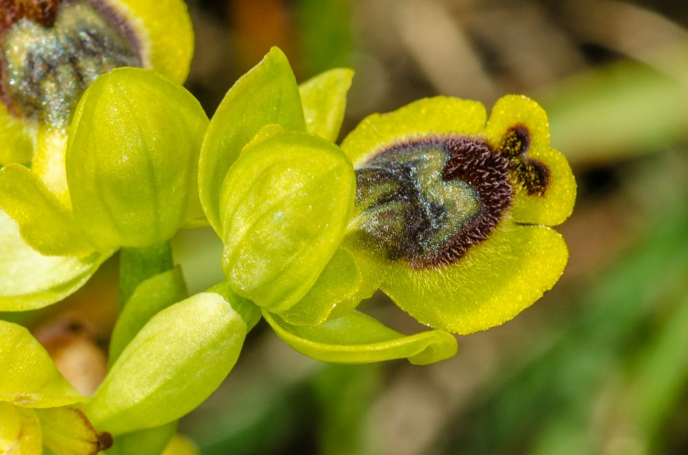 Gelbe Ragwurz (Ophrys sicula)