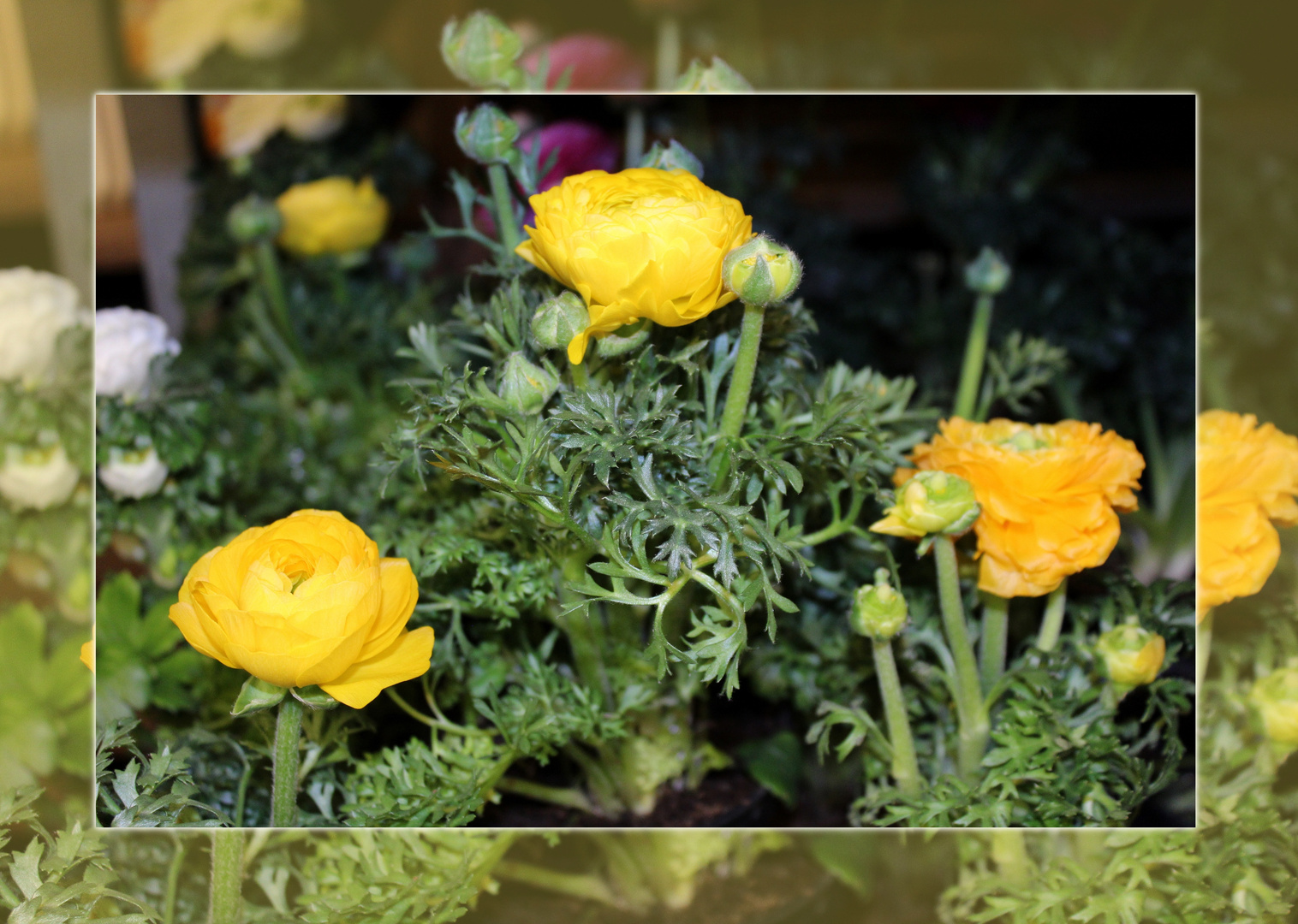 Gelbe Ranunkeln Foto Bild Natur Stillleben Laden Bilder Auf Fotocommunity