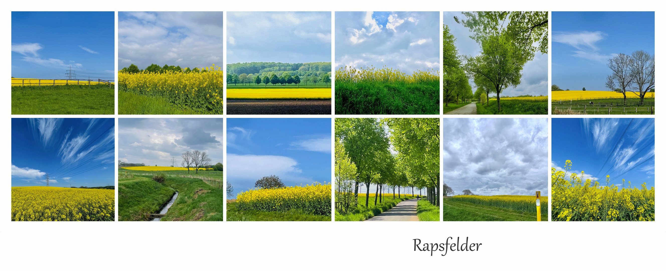 Gelbe Rapsfelder