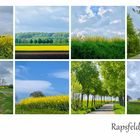 Gelbe Rapsfelder