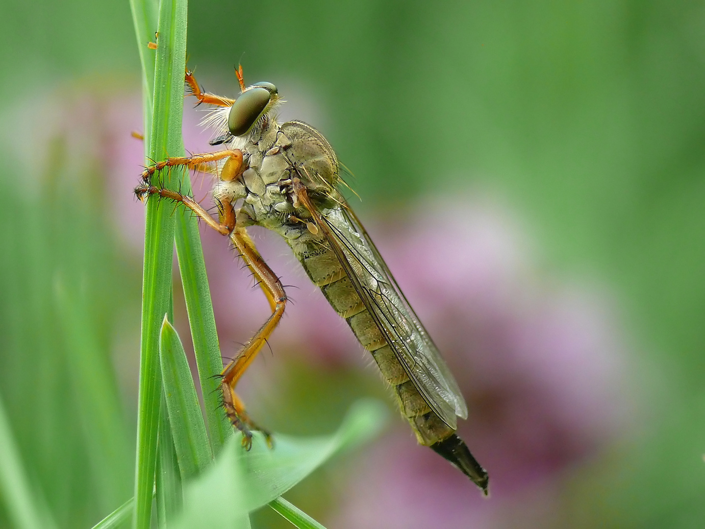 Gelbe Raubfliege