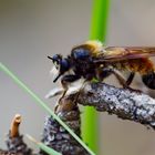 Gelbe Raubfliege (Laphria flava)