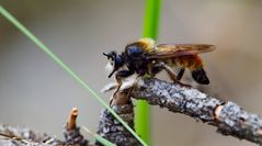 Gelbe Raubfliege (Laphria flava)