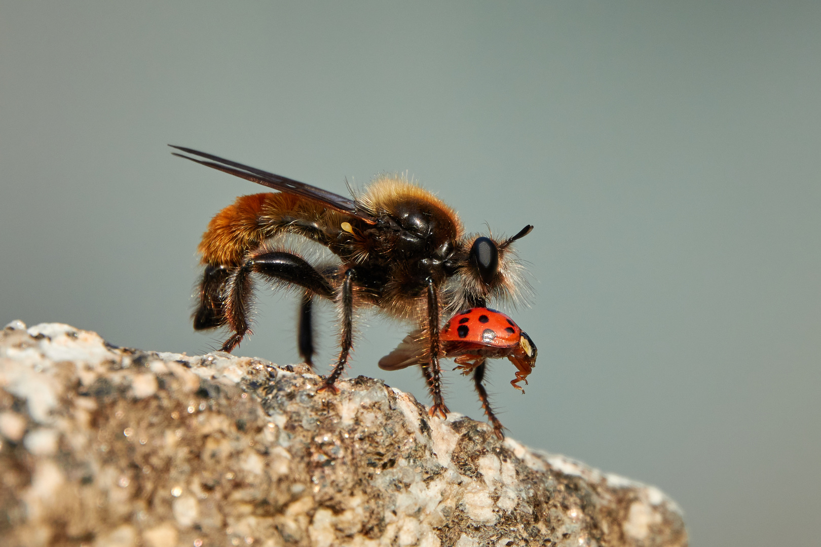 Gelbe Raubfliege mit Beute Foto & Bild tiere, wildlife, insekten