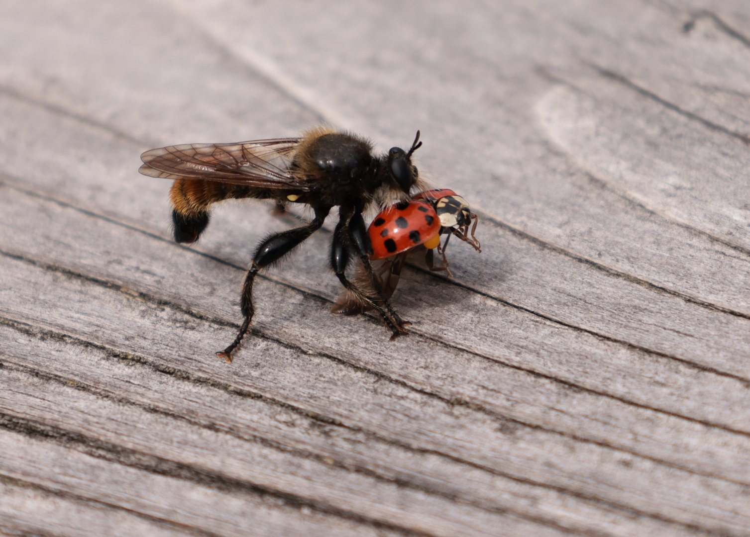 Gelbe Raubfliege mit Marienkäfer