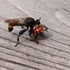 Gelbe Raubfliege mit Marienkäfer