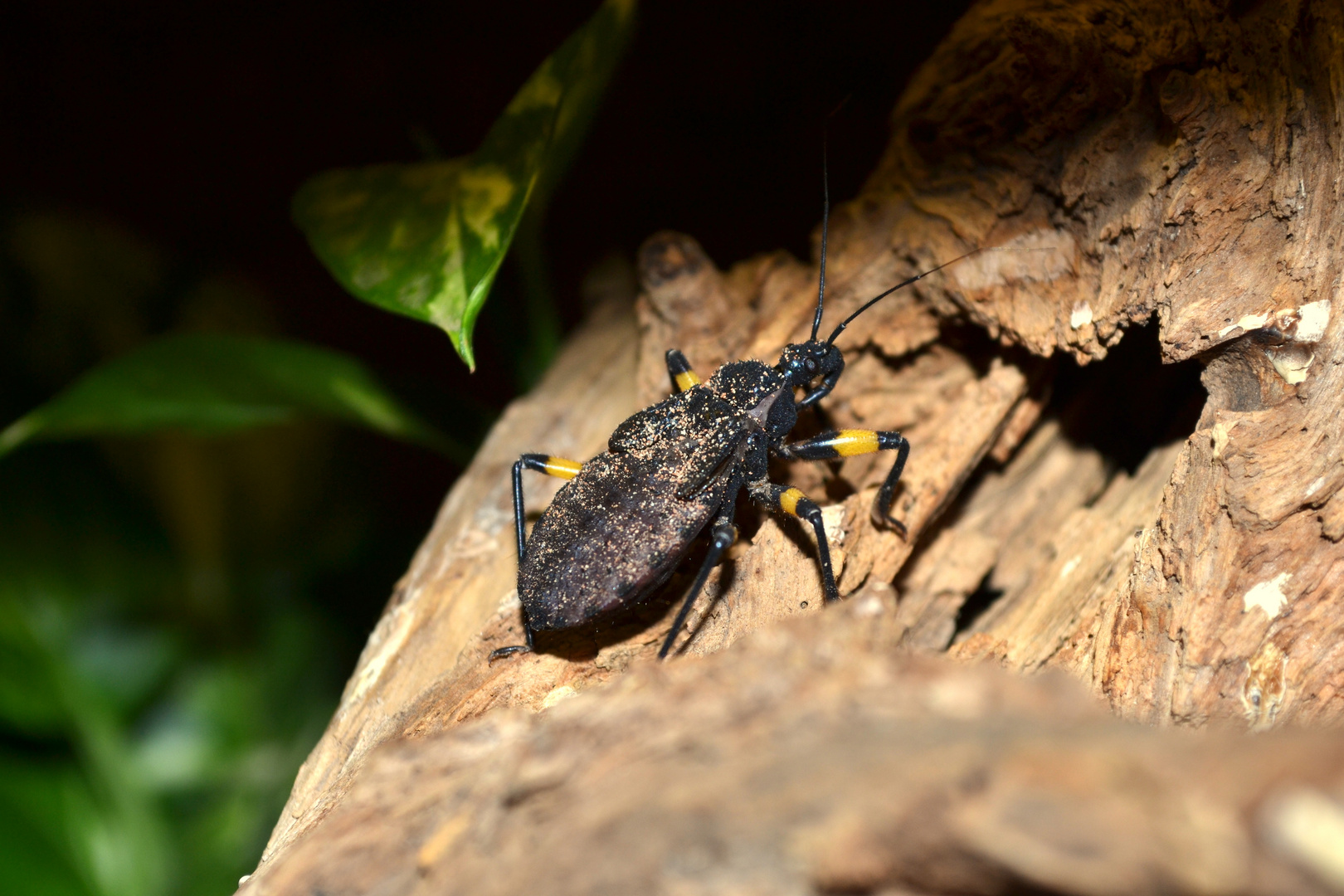 Gelbe Raubwanze / Platymeris biguttatus