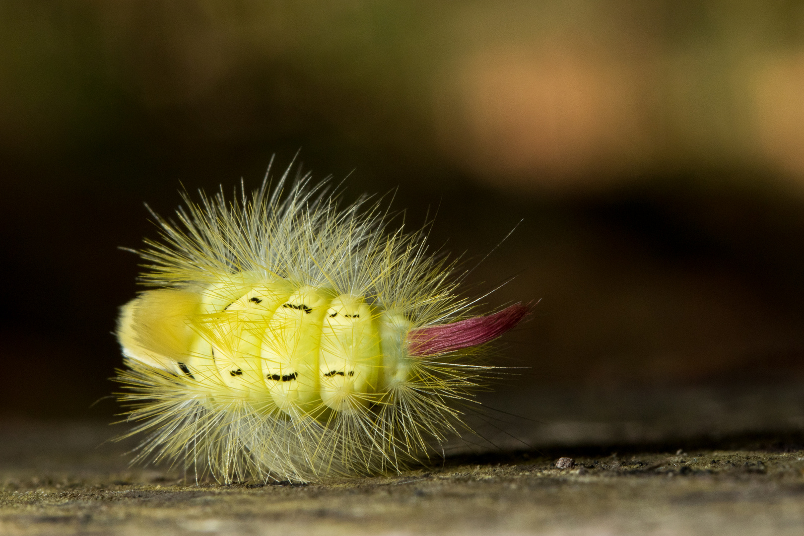 Gelbe Raupe 2 Foto & Bild tiere, natur Bilder auf