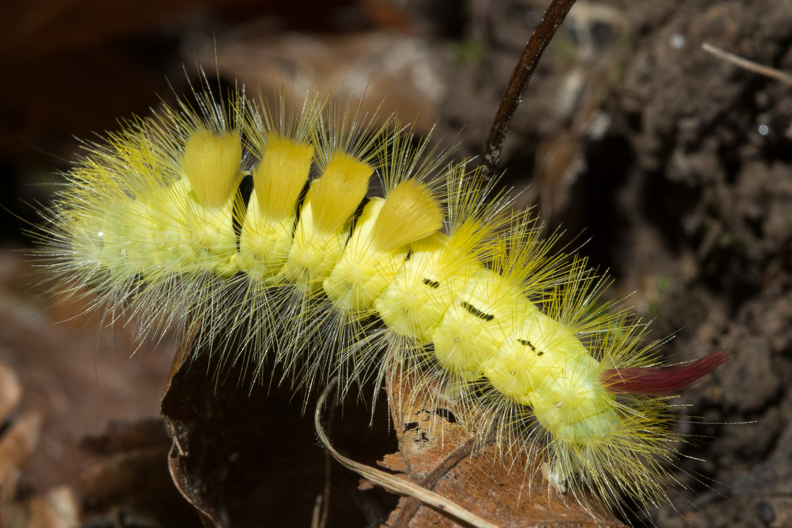 Gelbe Raupe Foto &amp; Bild tiere, natur Bilder auf