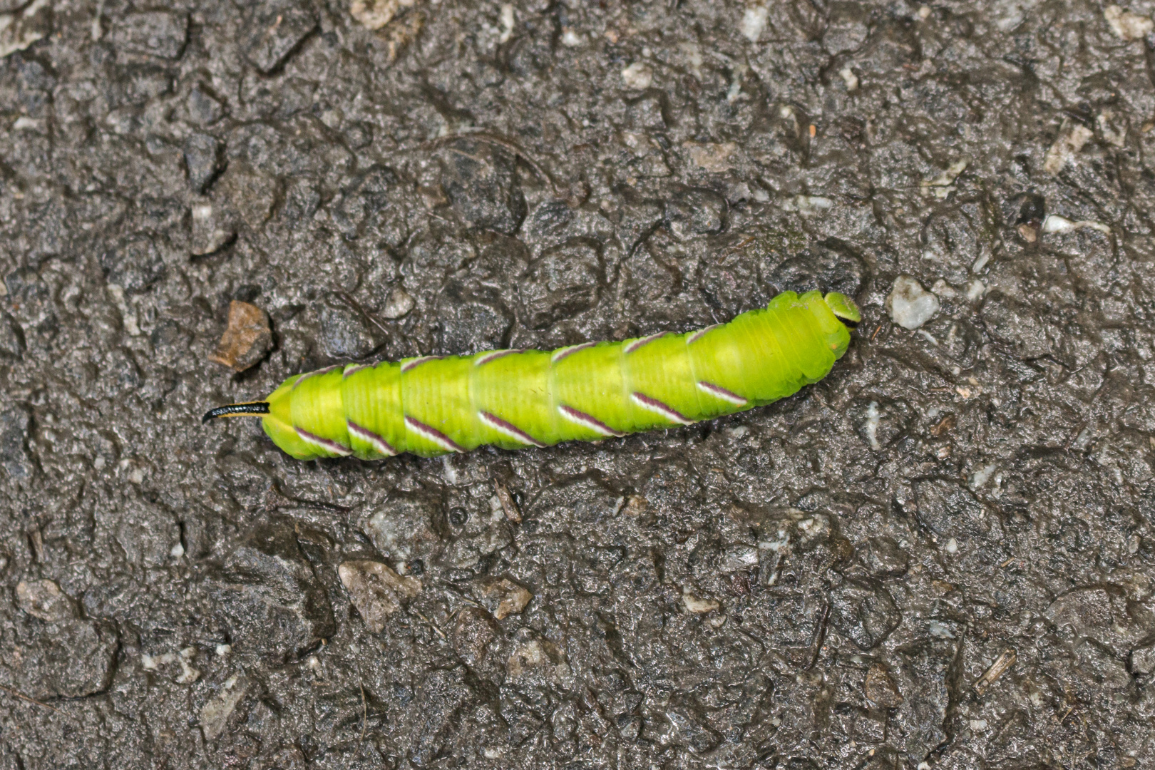 Gelbe Raupe auf Wanderschaft Foto & Bild tiere, wildlife, insekten Bilder auf