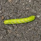 Gelbe Raupe auf Wanderschaft