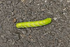 Gelbe Raupe auf Wanderschaft