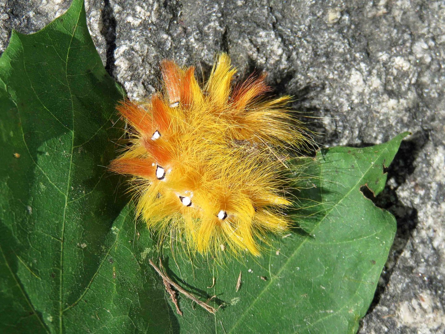 Gelbe Raupe III Foto & Bild natur Bilder auf