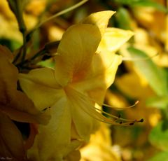 gelbe Rhododendrenblüte