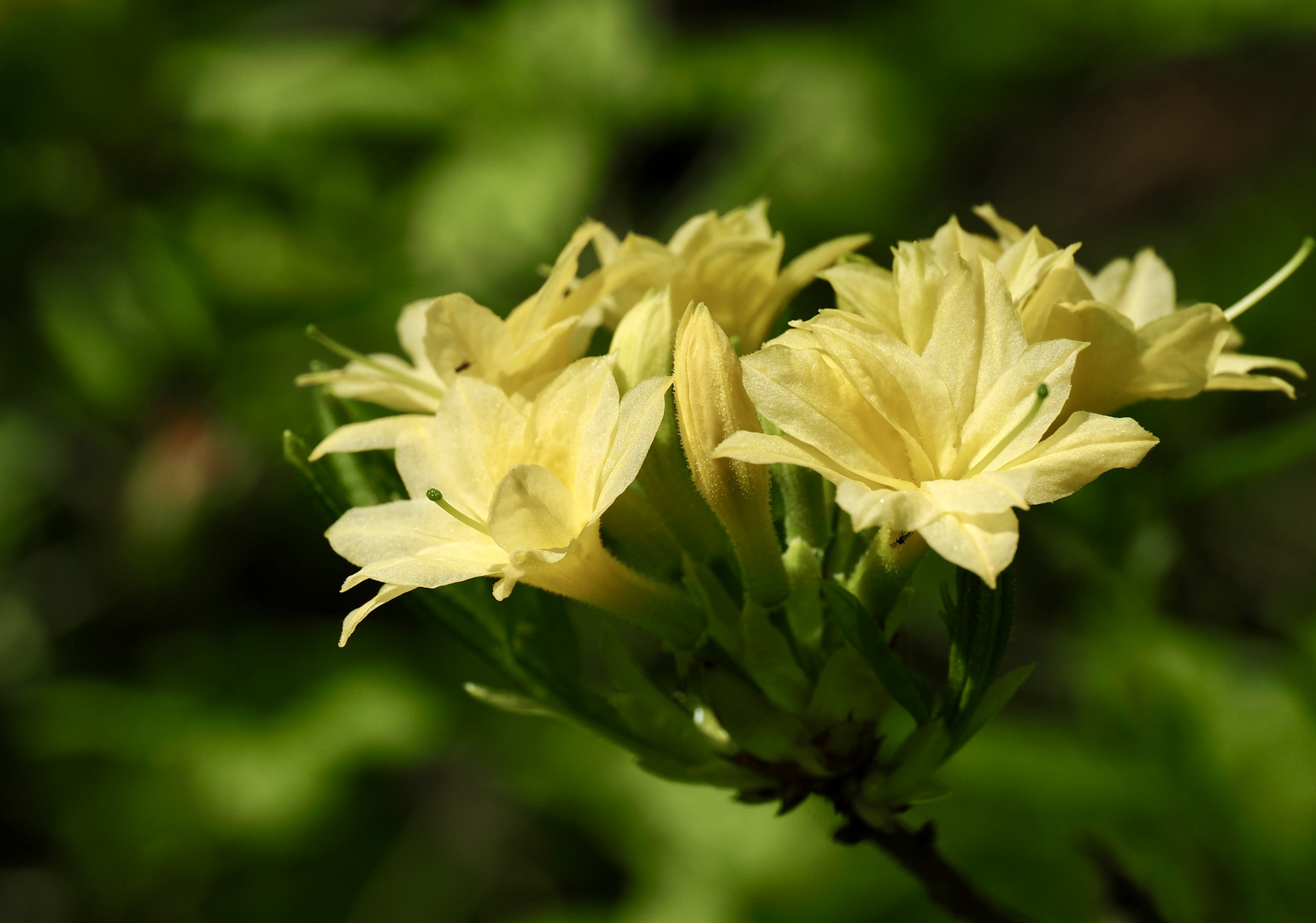 ~  gelbe Rhododendron ~