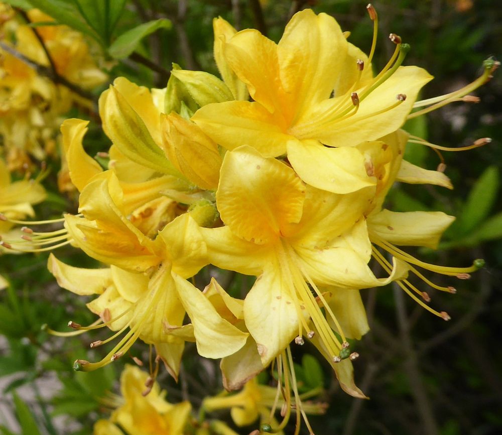 gelbe Rhododendronblüte